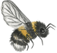 An image of a bumble bee
